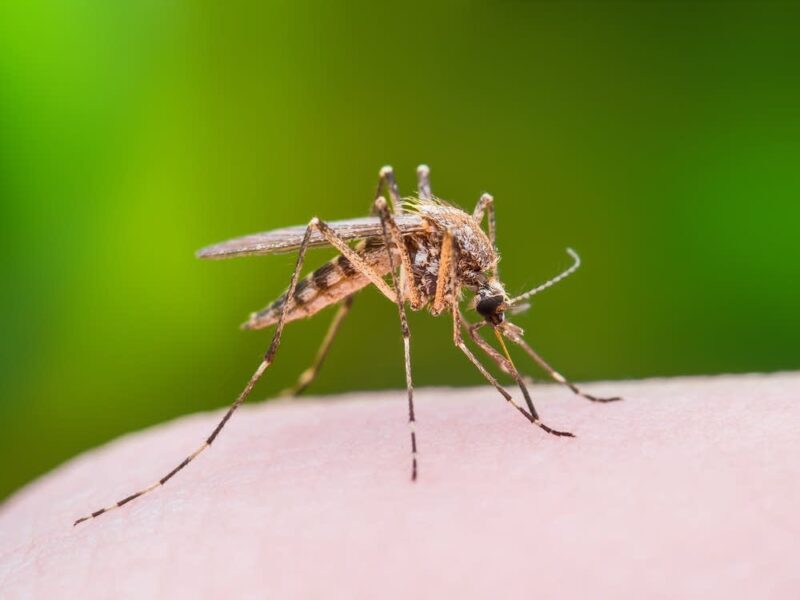 Malaria & Travel Health Planning for Burundi